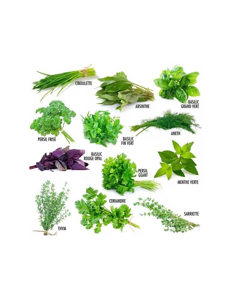Le Top 10 des herbes aromatiques