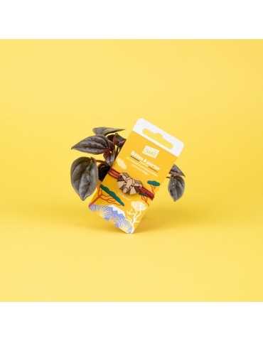 Bracelet "Bête à porter" - Je protège les éléphants